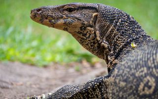 There Be Dragons 6 Foot Long Lizard Terrifies Florida Family Live Science