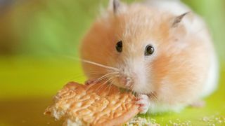 Hamster eating a biscuit