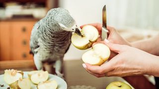 Parrot eating apple from woman's hands