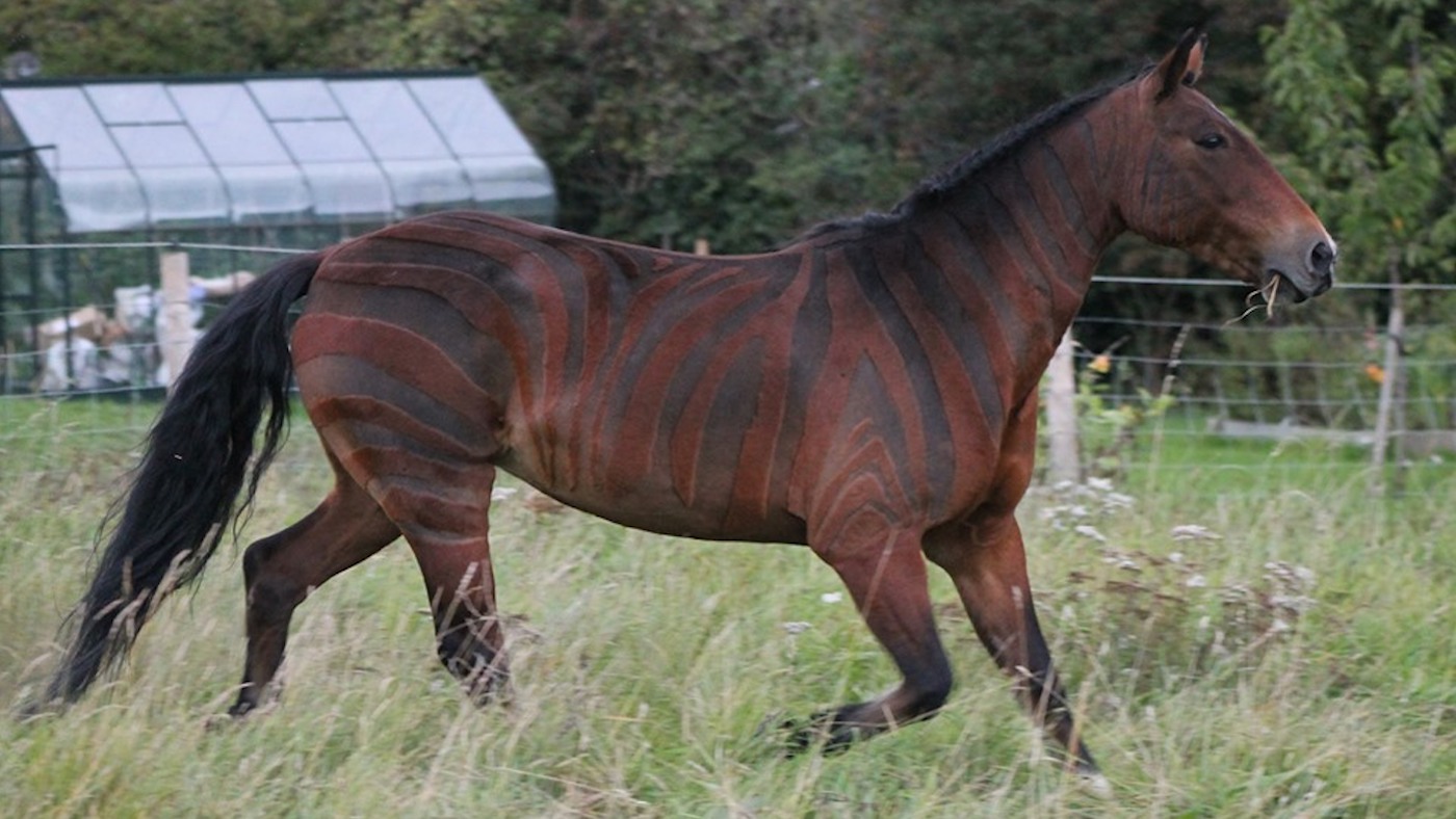 Zebra2.jpg