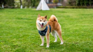 shiba inu