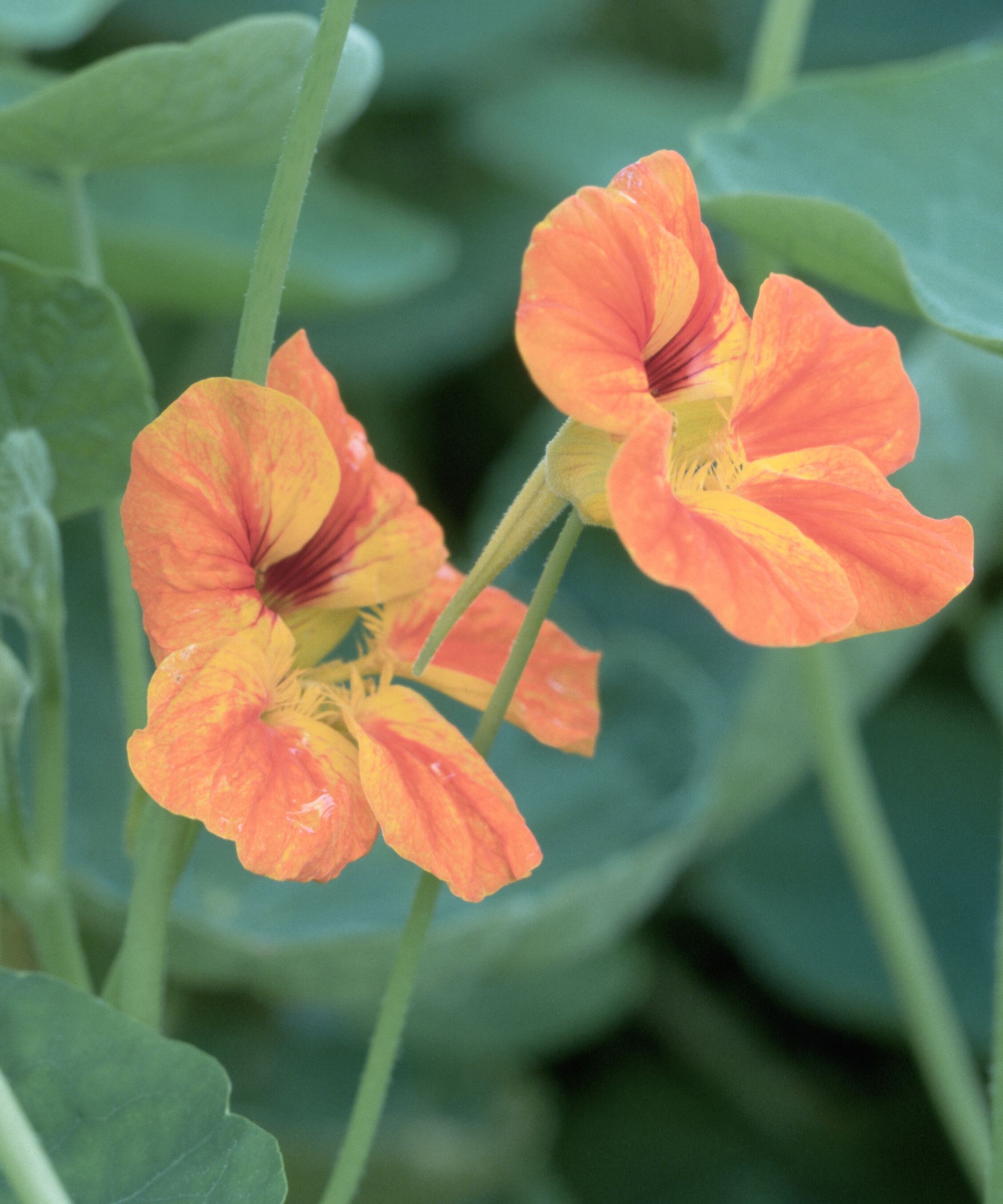 Orange Nasturtium
