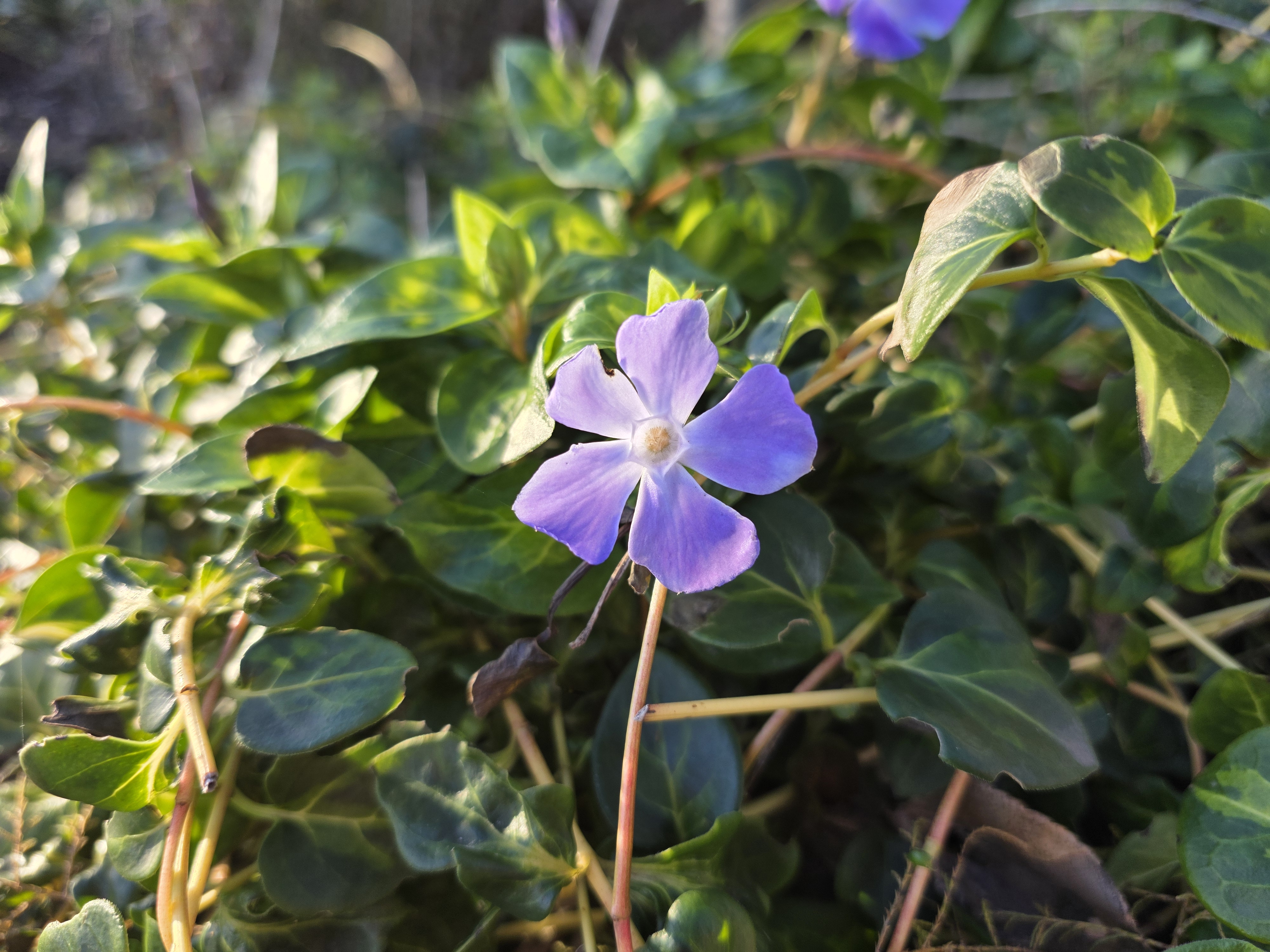 Galaxy S25 Ultra camera sample macro main