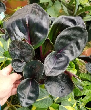 Examining foliage of geogenanthus plant