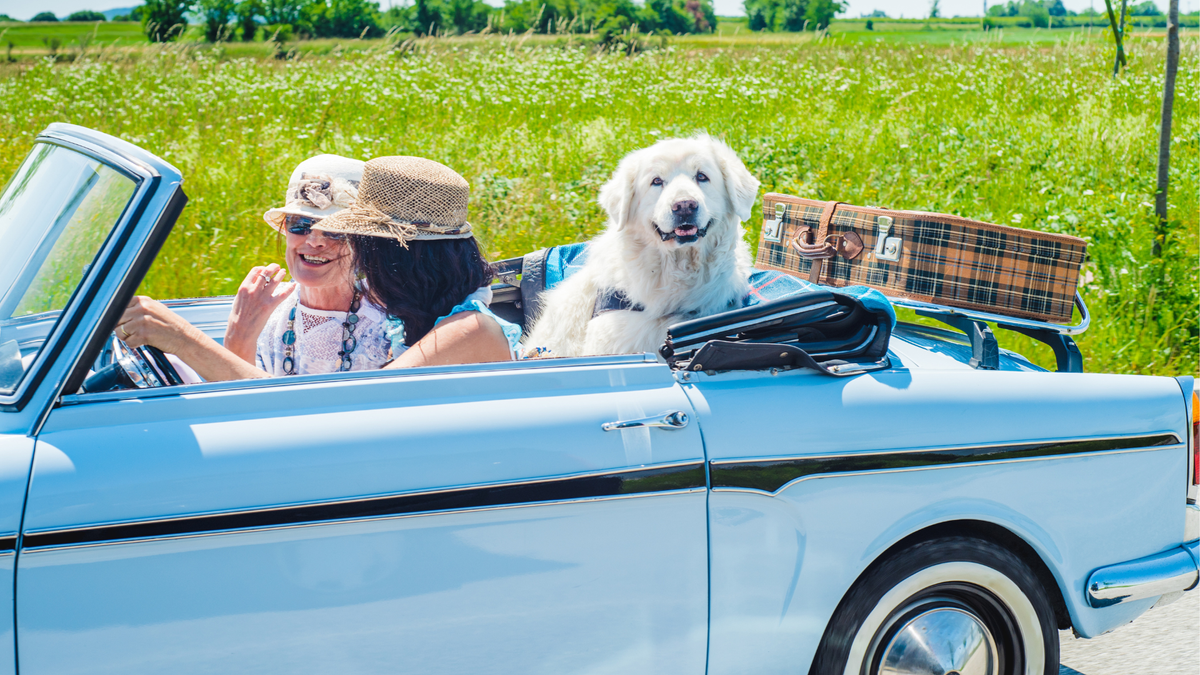 Two women on a road trip with a dog sitting in the back of the convertible car