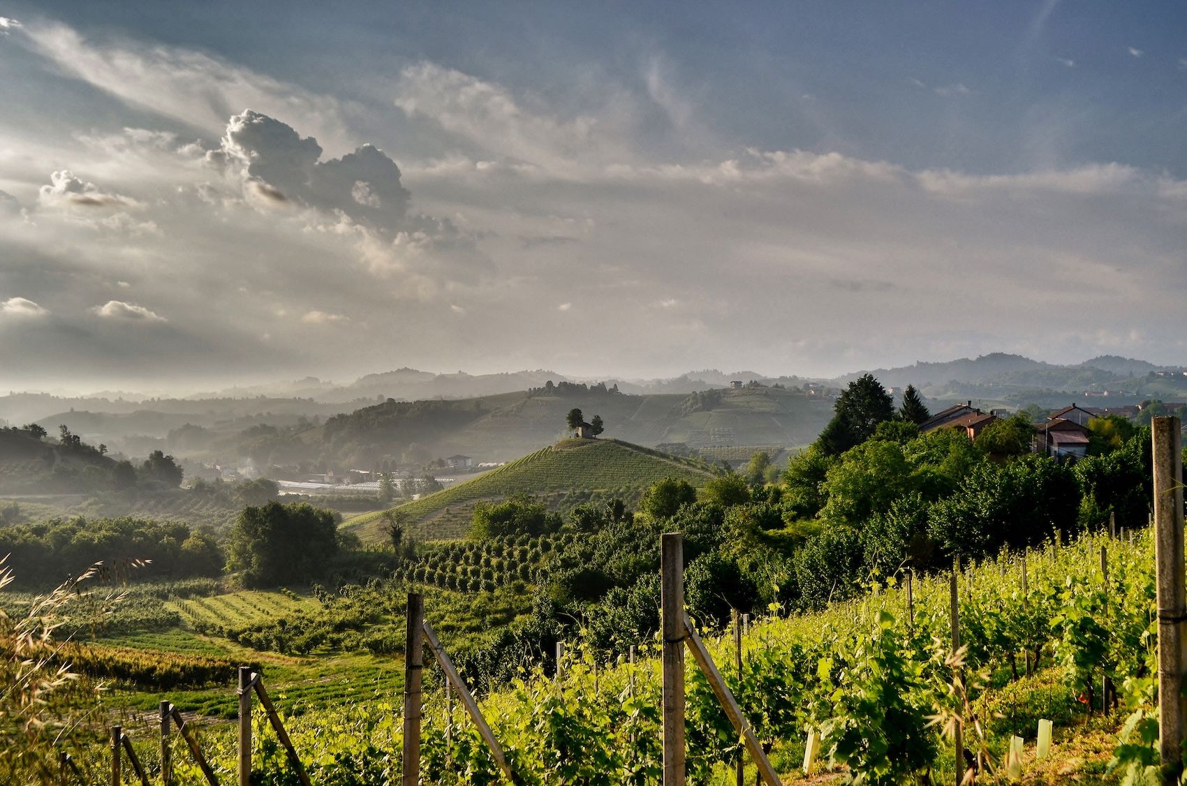Roero vineyards