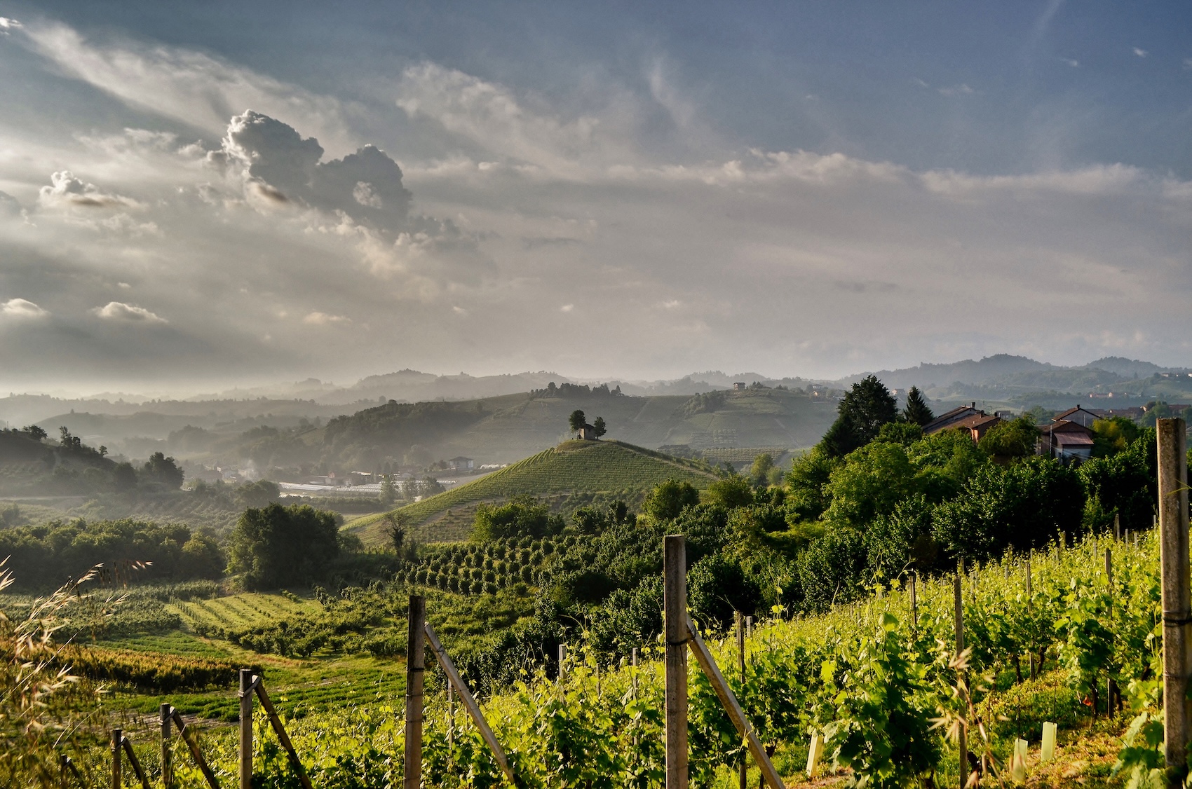 Roero vineyards