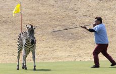 A runaway zebra is shot with a blowgun loaded with anesthetic on a golf course in Toki, Gifu Prefecture, in central Japan on March 23, 2016. The 2-year-old stallion escaped from an equestrian club the previous day and ran onto the golf course, where he was tranquilized and fell into a pond. By the time police officers extracted the animal from the pond, it was already dead, apparently due to drowning. (Kyodo) ==Kyodo