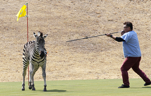 A runaway zebra is shot with a blowgun loaded with anesthetic on a golf course in Toki, Gifu Prefecture, in central Japan on March 23, 2016. The 2-year-old stallion escaped from an equestrian club the previous day and ran onto the golf course, where he was tranquilized and fell into a pond. By the time police officers extracted the animal from the pond, it was already dead, apparently due to drowning. (Kyodo) ==Kyodo