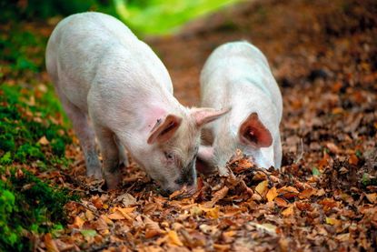 A porcine feast: pigs in the New Forest relish the pannage months. Credit: Jacky Parker via Alamy