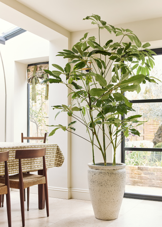 A tall potted houseplant in a dining room