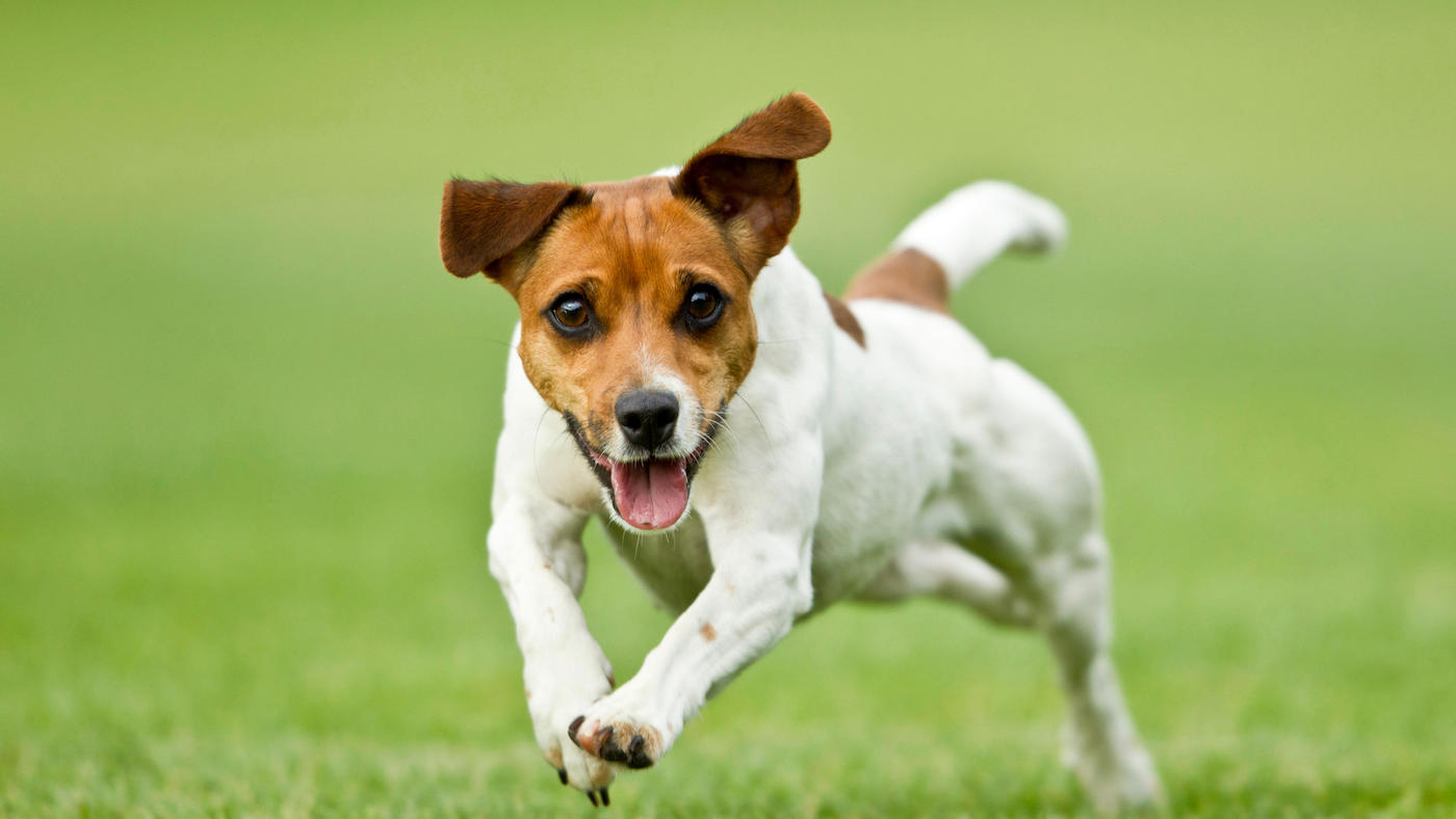 Jack Russell terrier, one of Britain's best breeds of dog