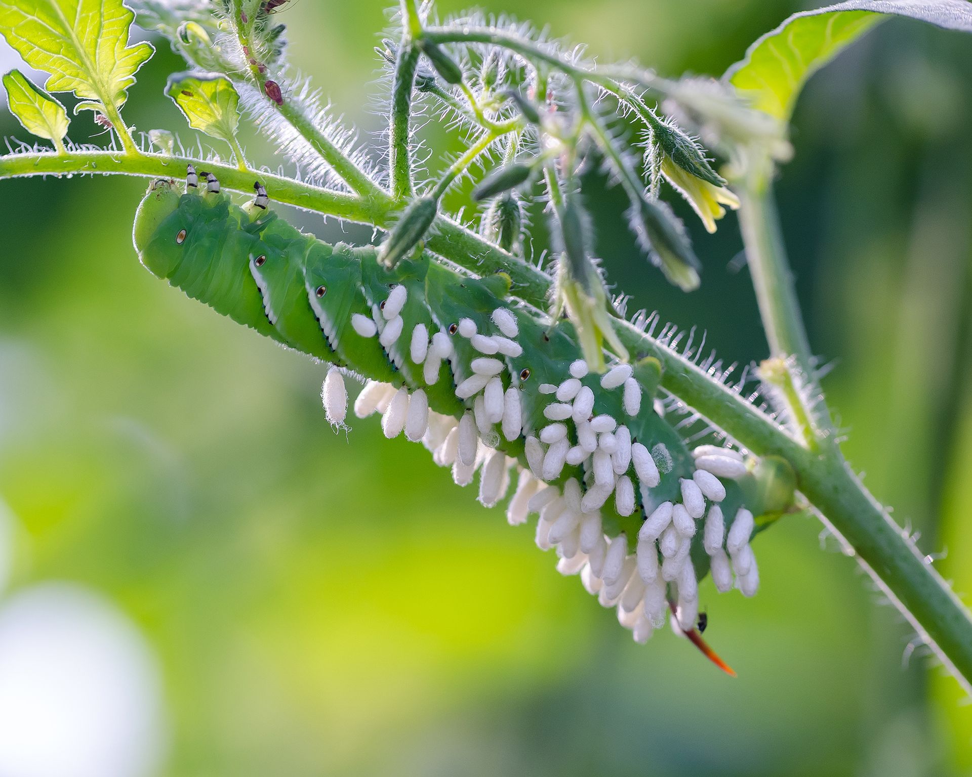 Tobacco hornworm covered in parasitic wasp Pupae