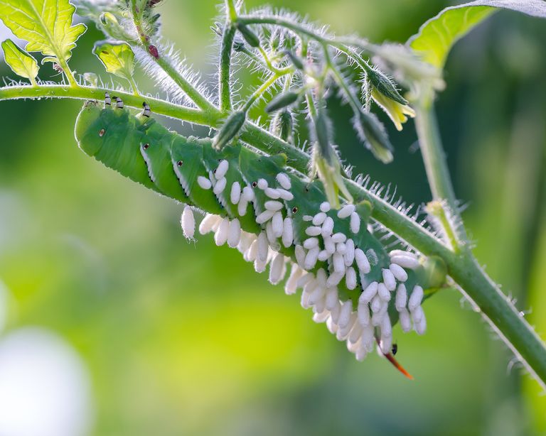 How To Get Rid Of Tomato Hornworms: 5 Natural Solutions | Gardening