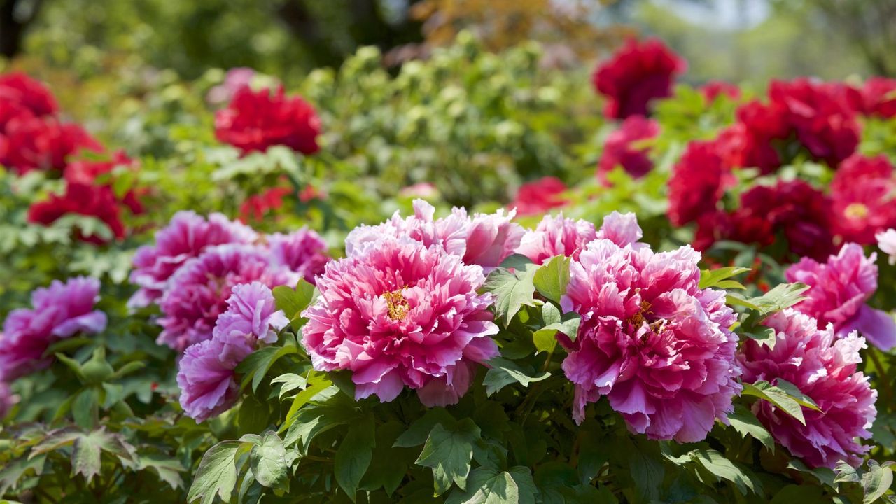 Pink and red peonies blooming