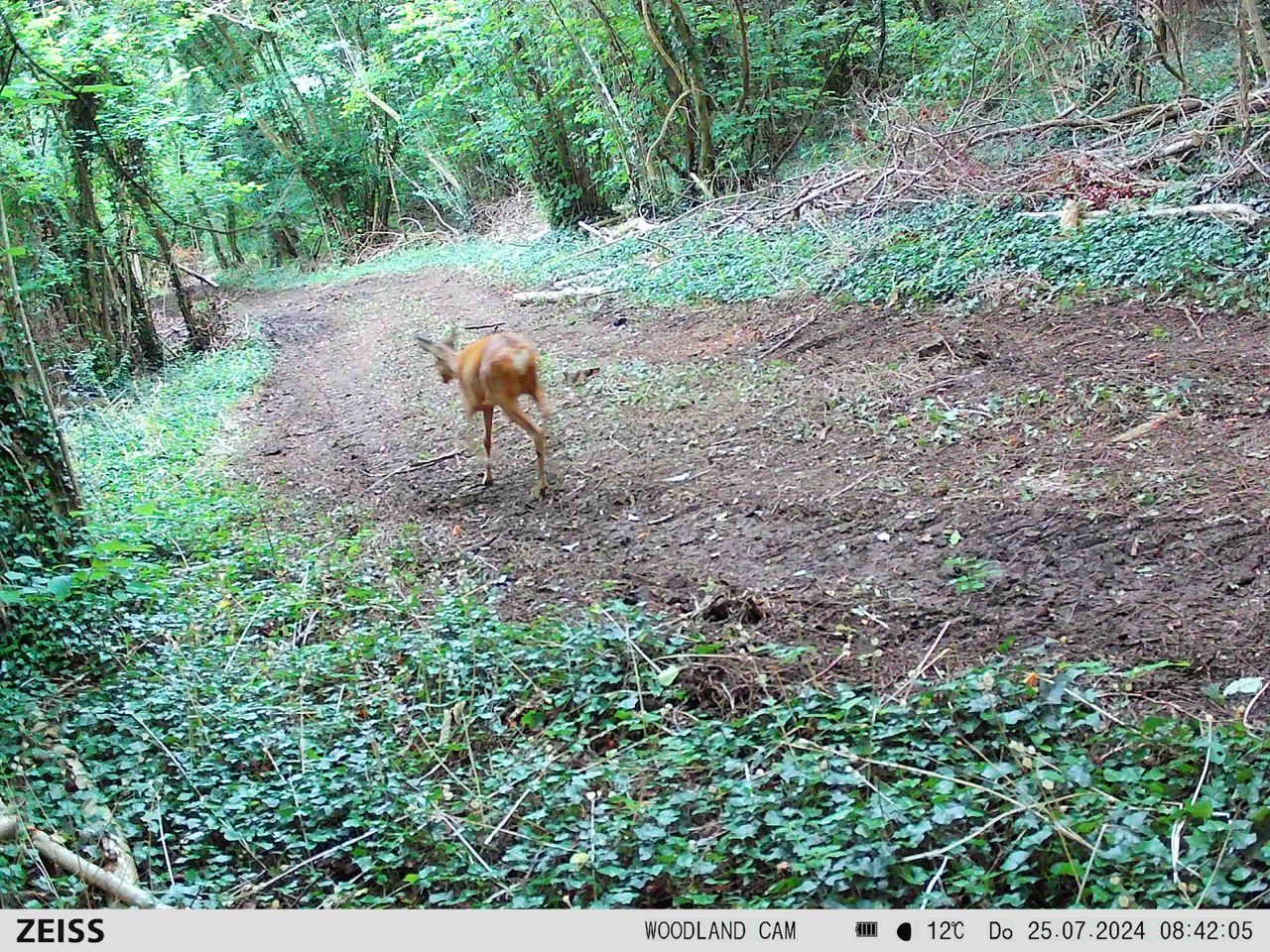 A deer captured by the Zeiss Secacam 7