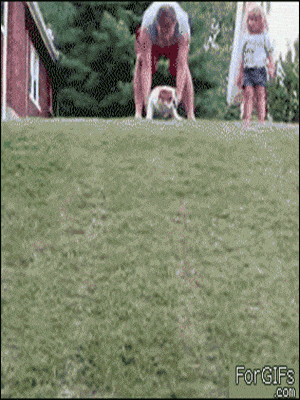 Dog Sliding Down Hill