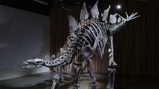 A photo of a stegosaurus fossil