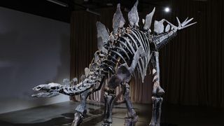 A photo of a stegosaurus fossil