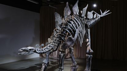 A photo of a stegosaurus fossil
