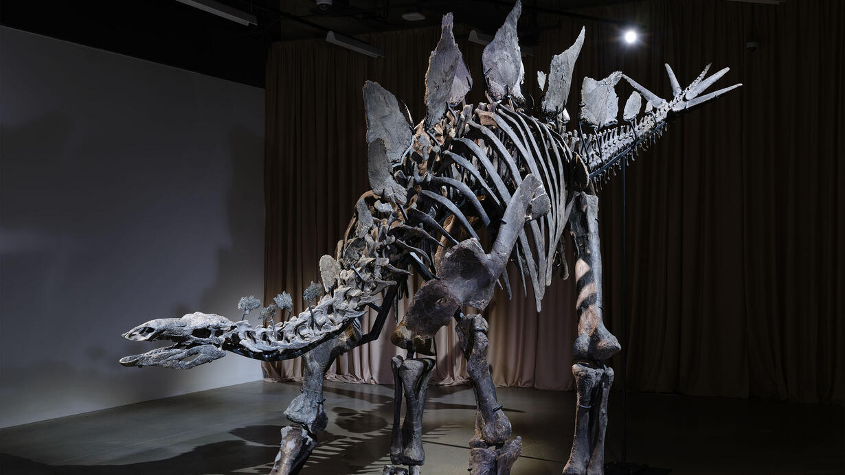 Largest Complete Dinosaur Skeleton Largest Complete Dinosaur Skeleton