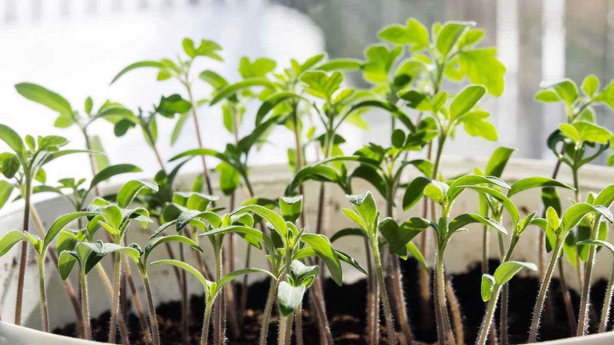 'Why are my seedlings leggy?' gardening experts provide practical