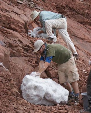 paleontologists remove dinosaur nests from a site in South Africa