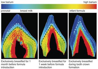 Patterns of barium in baby teeth reveal the duration of breast-feeding.