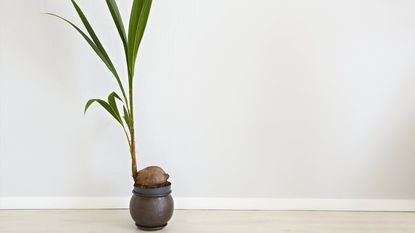 A palm tree growing from a potted coconut
