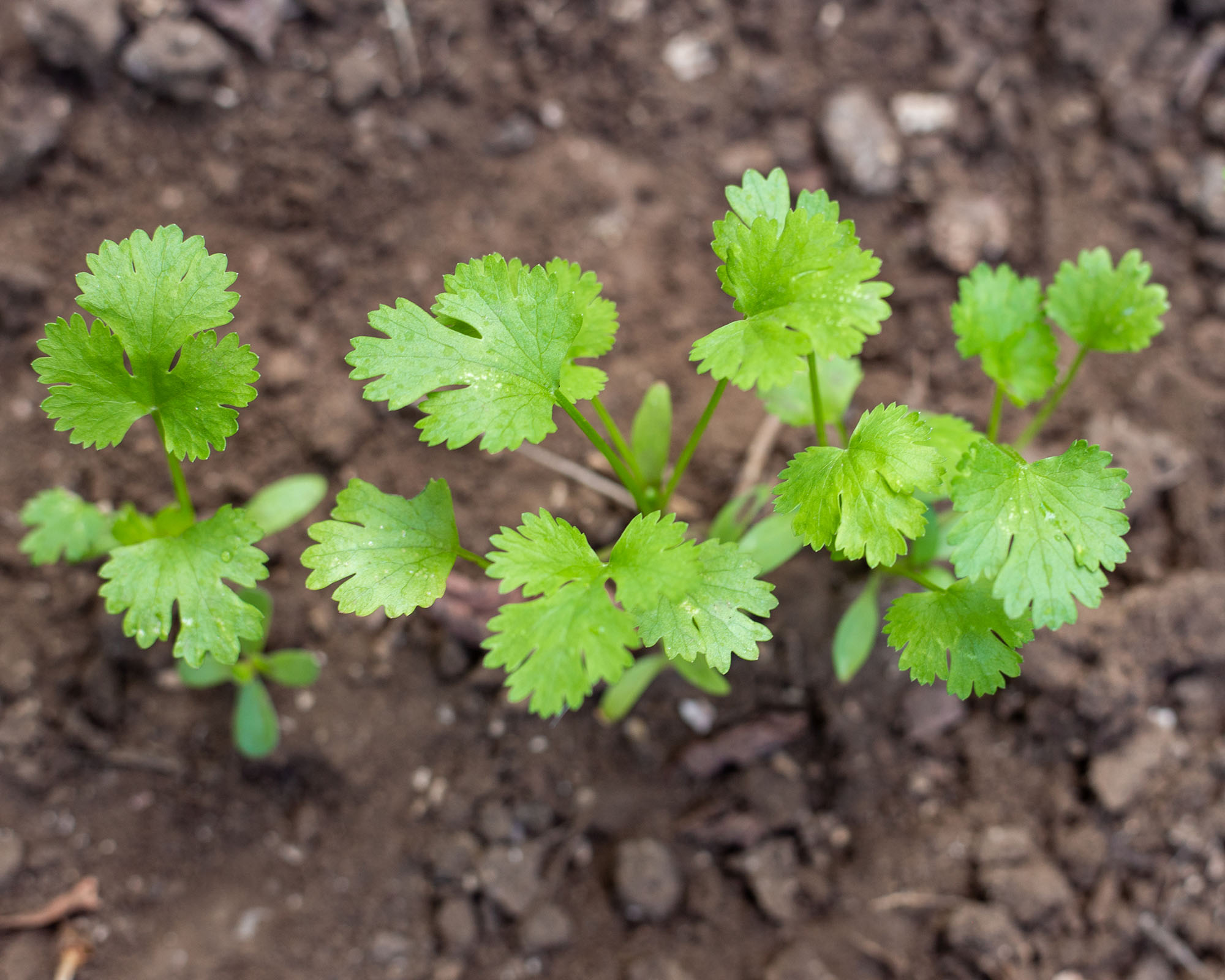 Young cilantro seedlings growing in garden soil