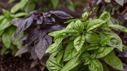 green and purple basil plants