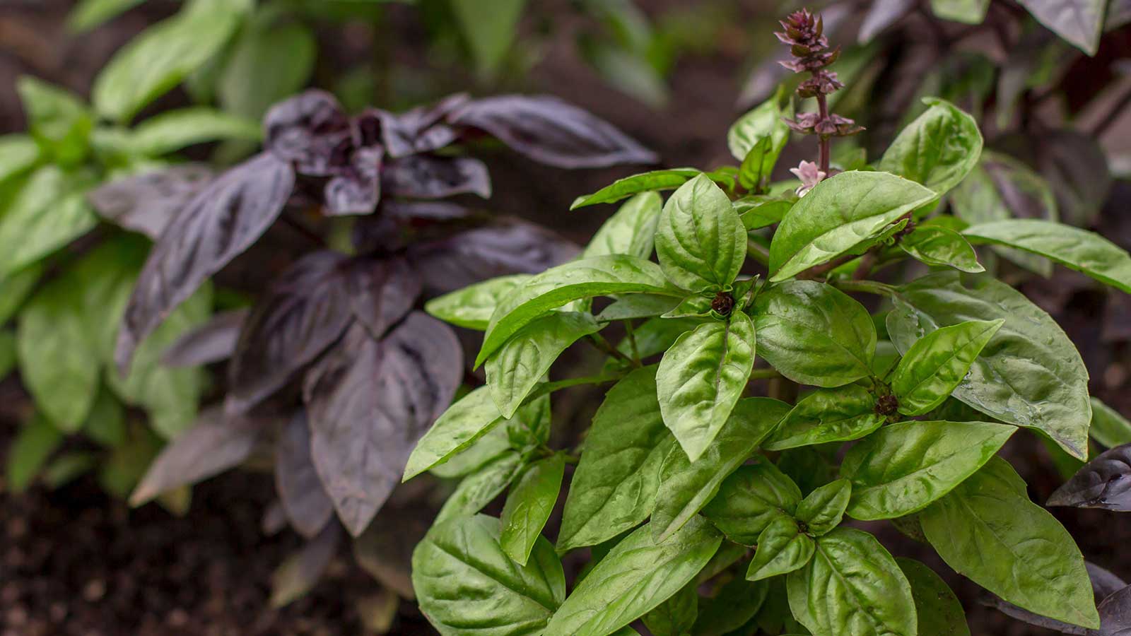 How to save basil seeds to grow new herbs for free