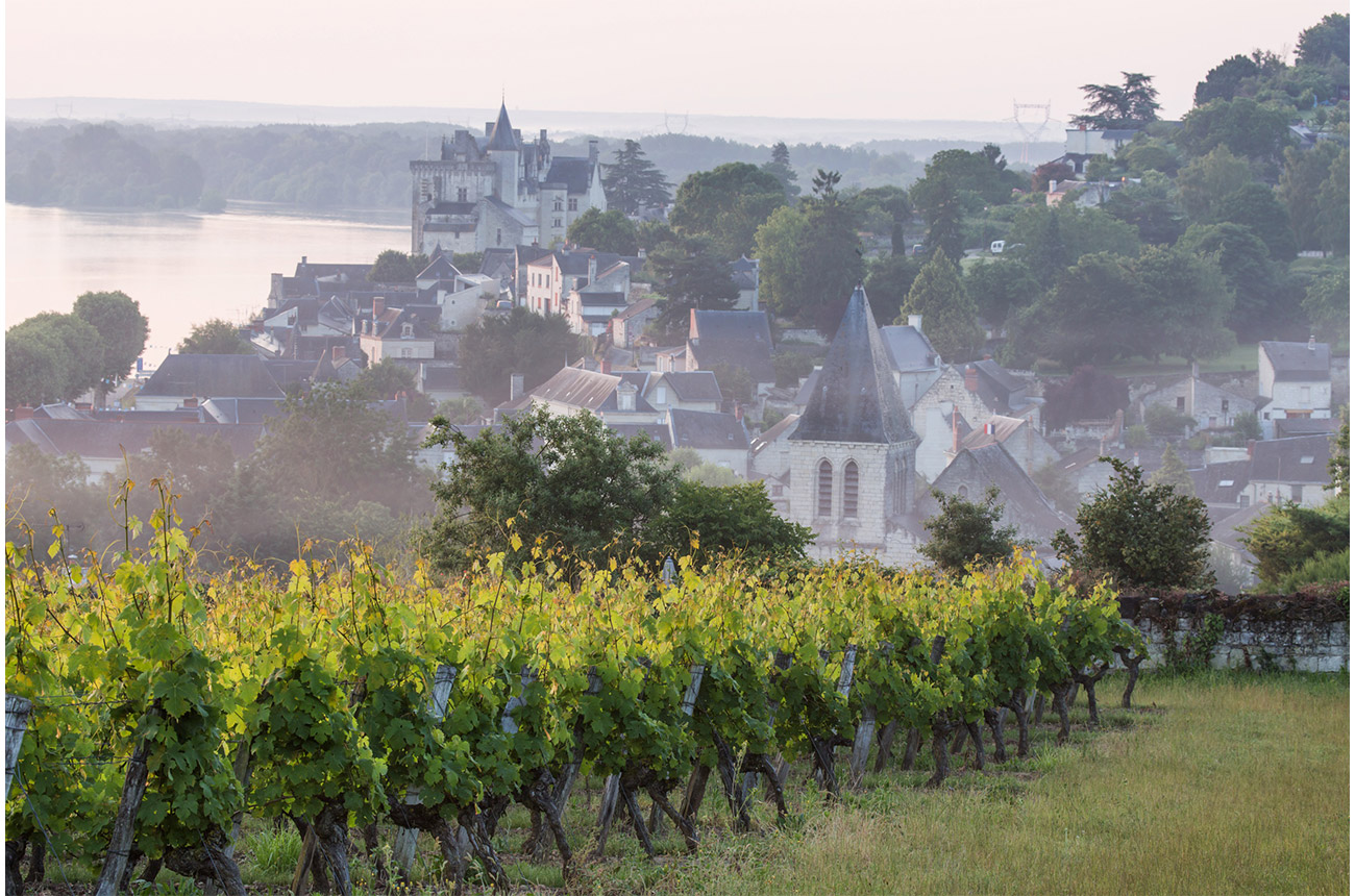 Vineyards in the commune of Montsoreau