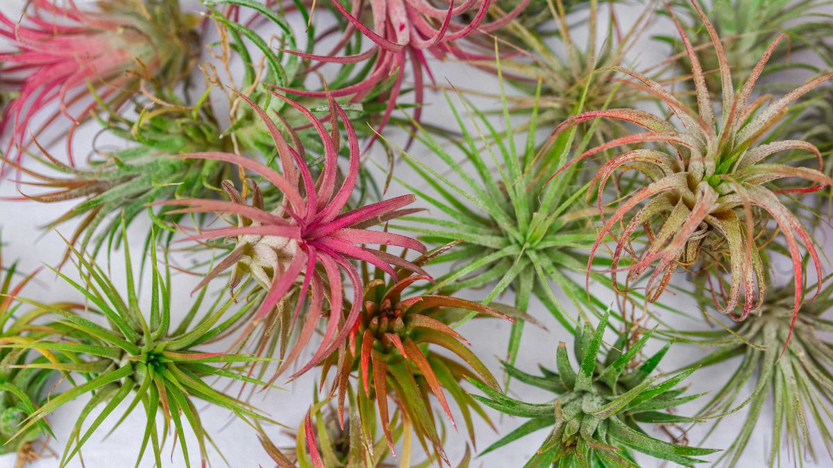 Airplant 101: how to care for the greenery 