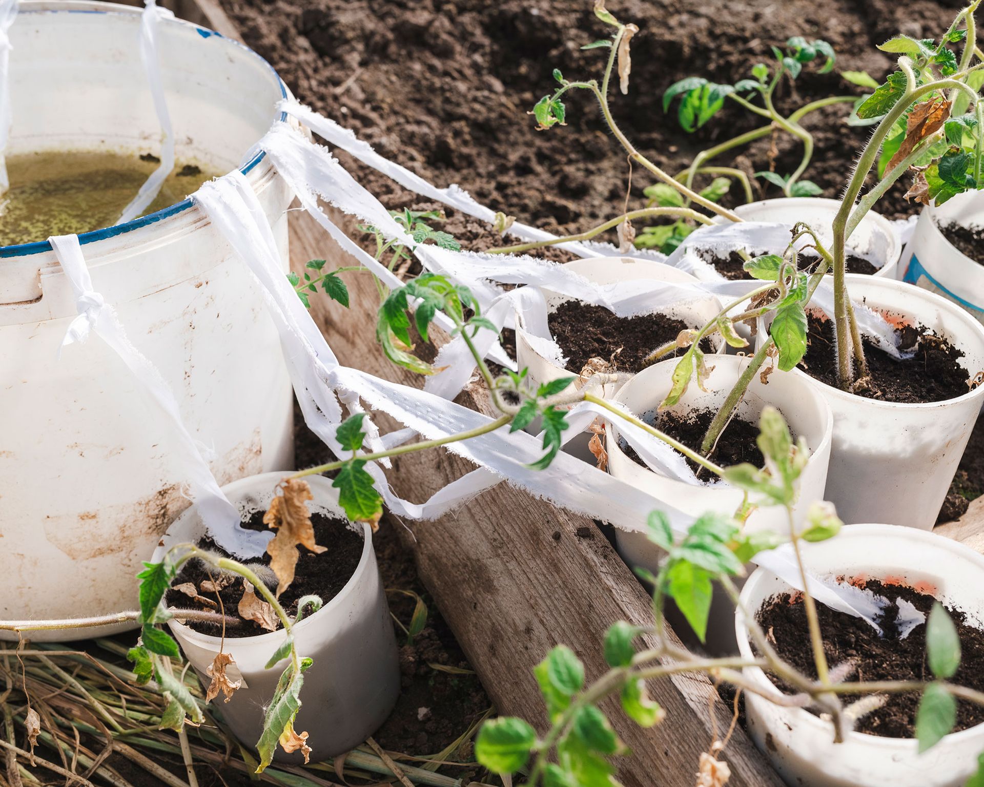 Using strips of fabric dipped in a water bucket to water seedling