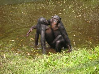 female bonobo having sex with another female bonobo