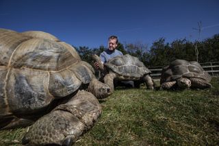 Adrian Graham and his giant Aldabra Tortoises