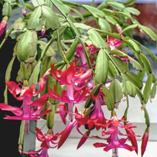 Christmas cactus with naturally drooping leaves