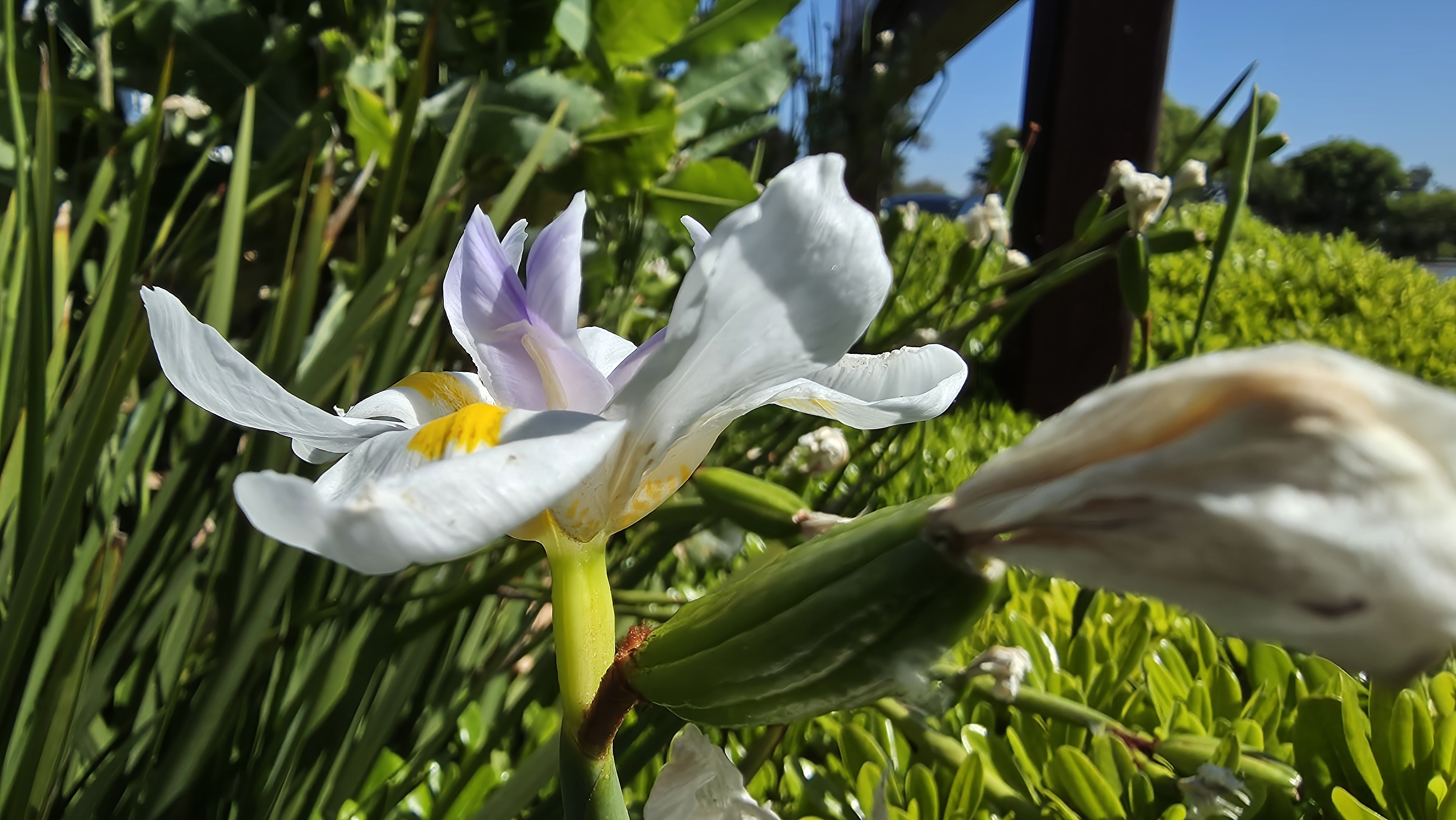 Sample photo taken with Samsung Galaxy S25 Edge
