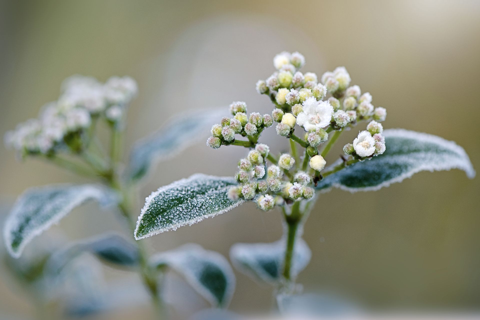 When and how to prune viburnum bushes