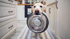A dog holds a bowl in its mouth with pleading eyes begging to be fed a scrumptious morsel