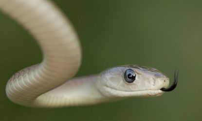 The black mamba snake venom contains proteins that can dull pain in humans, according to new research.