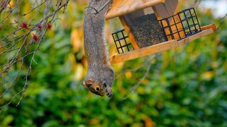 Squirrel eating from bird feeder