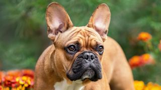 Close up of French Bulldog face