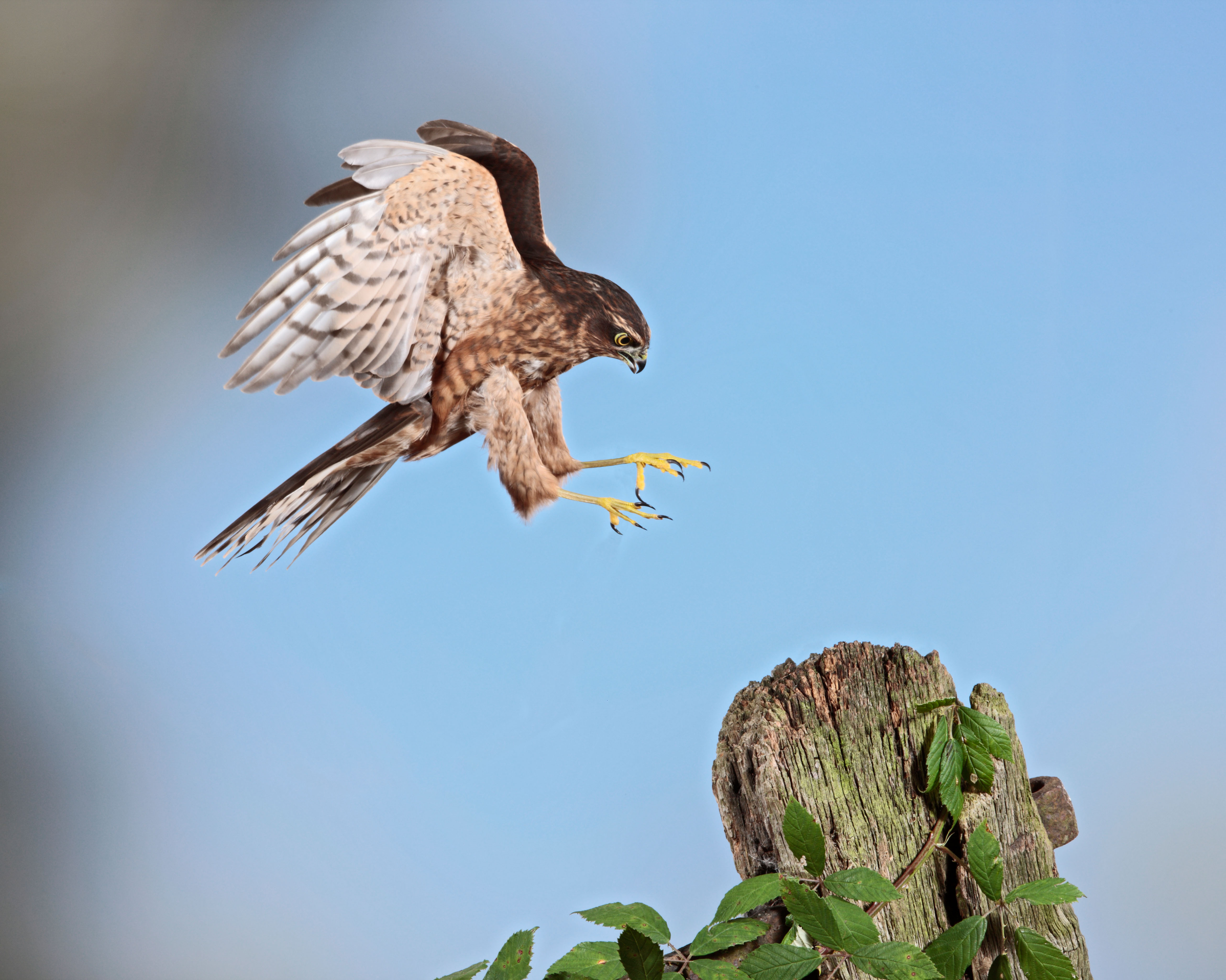 A Sparrowhawk landing