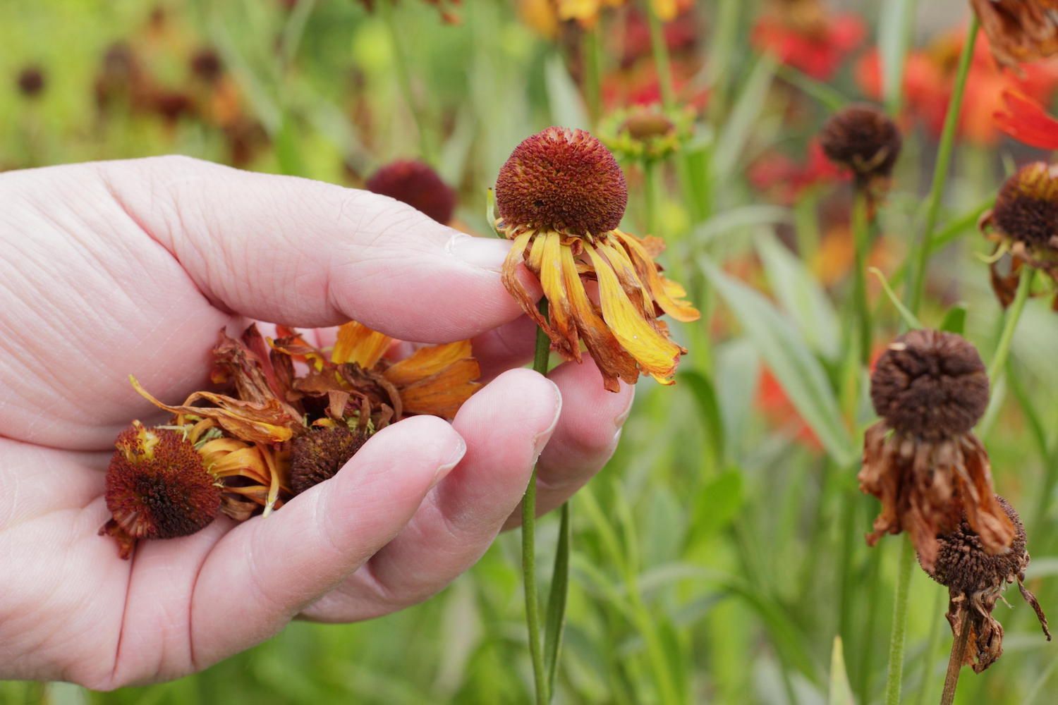 A guide to deadheading and when to do it, from pro gardeners Livingetc