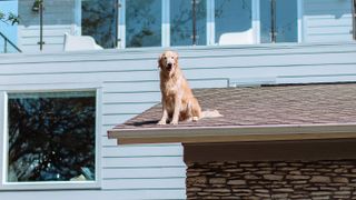 Huckleberry the Golden Retriever sits on the roof