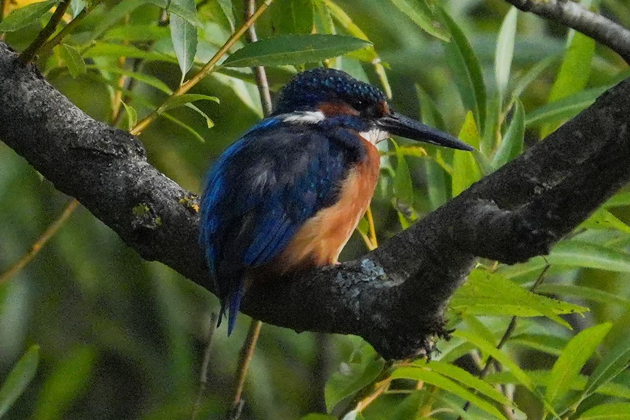 A photo taken on a Sony RX10 V bridge camera