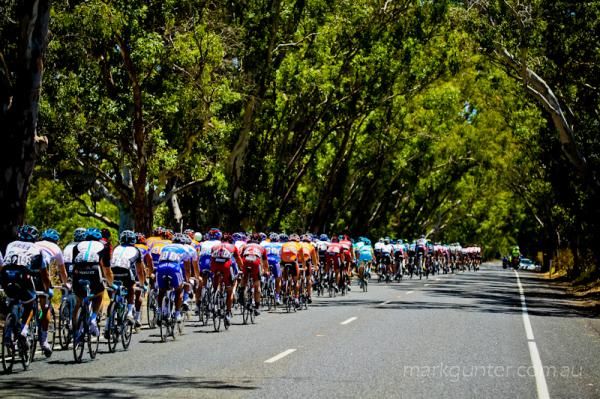 the peleton make their way under South Australian gum trees.