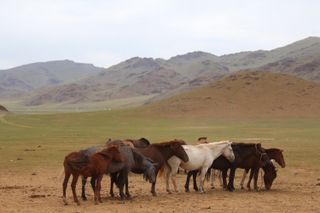 Horses in Mongolia